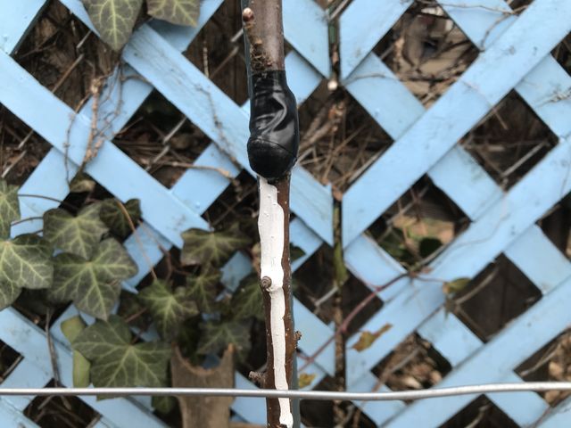 This graft site is sealed with wax on a fall pippen apple tree now planted in the East 4th Street Community Garden, April 5, 2022